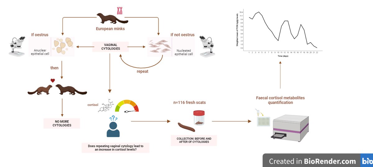 NEW in #JVertBiol: Is reproductive management for oestrus detection a stressful routine for female European mink (Mustela lutreola)? doi.org/10.25225/jvb.2… @BioOneNews | @CzechAcademy | @ZoologicaMente | # mammalogy