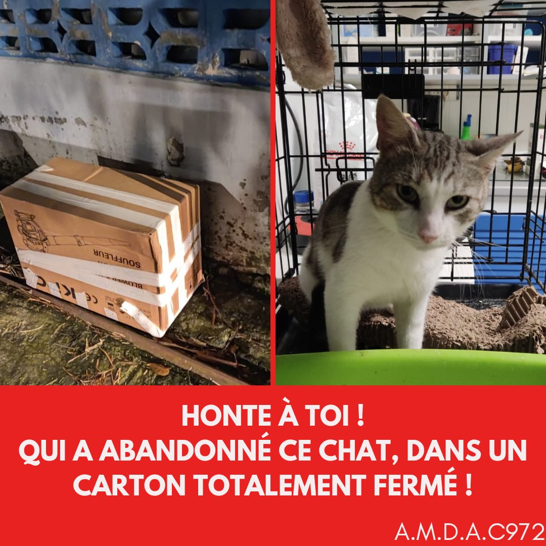 amdac972's tweet photo. LÂCHEMENT ABANDONNÉ ! Une fois de plus au refuge...
Dans la soirée, au pied du refuge, un carton posé à terre.
Aucune ouverture, pas d'air pour que le pauvre animal puisse respirer et un carton bien scotché !!
Honte à la personne responsable de cet acte odieux. https://t.co/xCLzoDsz0h