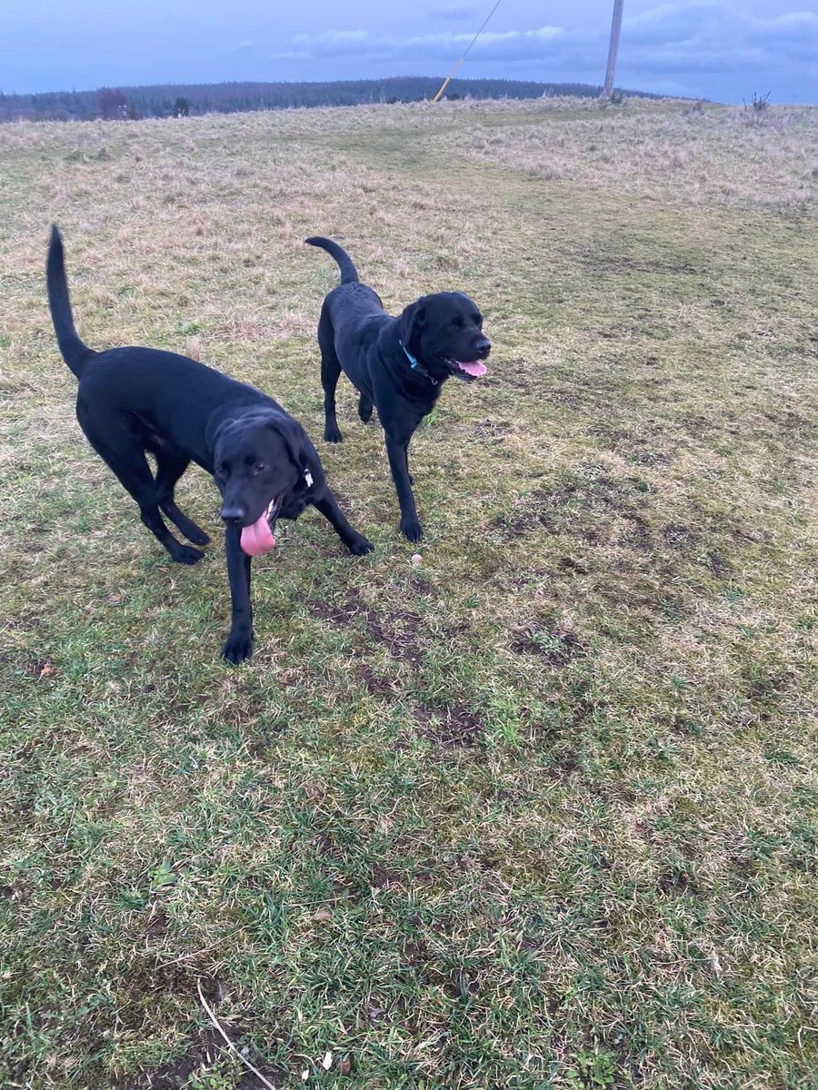 view_claire's tweet photo. Think the boys have had fun at Groomlands while we’ve been away. https://t.co/bUMfKoZq14