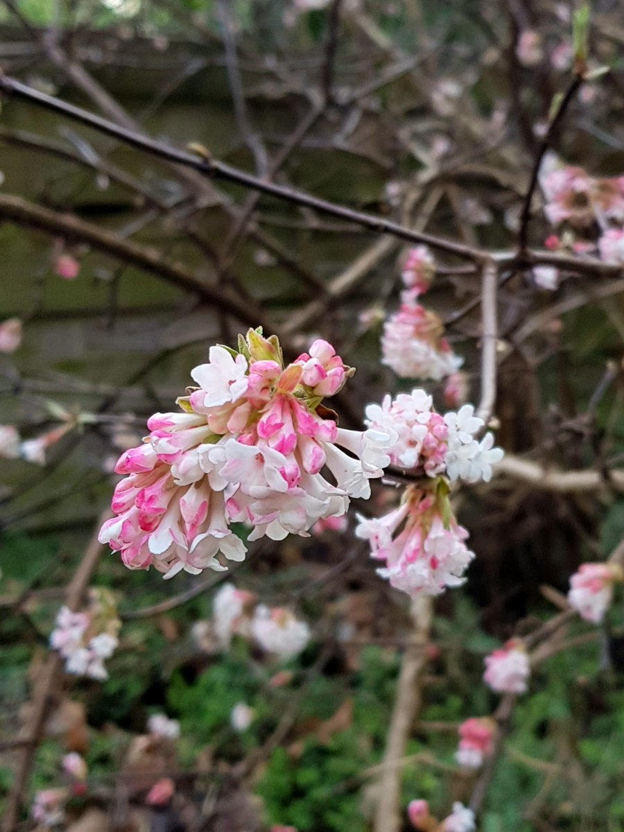 newsfromrob's tweet photo. My trees are flowering since a week or two. 

About time, right? End of Januari. In the middle of the winter. Crazy.

#crazyclimate #climatechange #nature #flowers #gardening #GardeningX https://t.co/tbkIB5MEeS