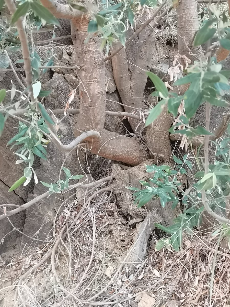 الكثا
شجرة تشبه اوراقها أوراق العتم وأصغر , سطح الورقة أخضر لامع وظهرها أبيض, الساق أغبر متوسط الخشونة, الفروع تميل للحمرة.
الفصيلة (الكثوية)لاتحتوي سوى نوع واحد.
إنتشاره جبال جنوب غرب المملكةواليمن والقرن الأفريقي, 
من أشجار المرتفعات المتوسطة والنادرة, غير رعوي.