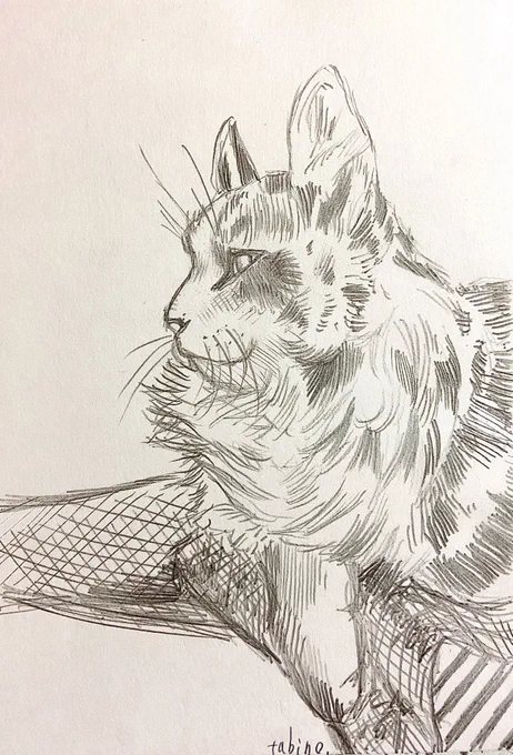 久しぶりに描きました。
我が家のにゃんこです。
#猫 #猫イラスト #絵描きさんと繫がりたい 