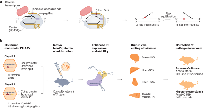 NatureBiotech's tweet photo. An optimized toolkit for prime editing #NBTNV https://t.co/Q2Jk2vhCpU https://t.co/61bHzftqv0