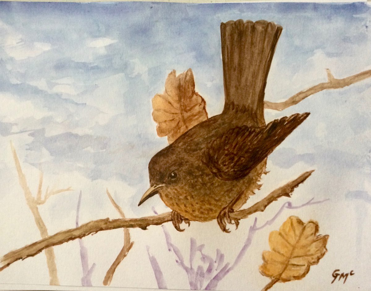 Female blackbird balancing amongst the hornbeam branches yesterday, watercolour sketch, during #BigGardenBirdWatch  Also +2 males, 1 Robin,  2 collared dove, 2 wood pigeon, 2 blue tit, 1 great tit, & a little Jenny wren 👍