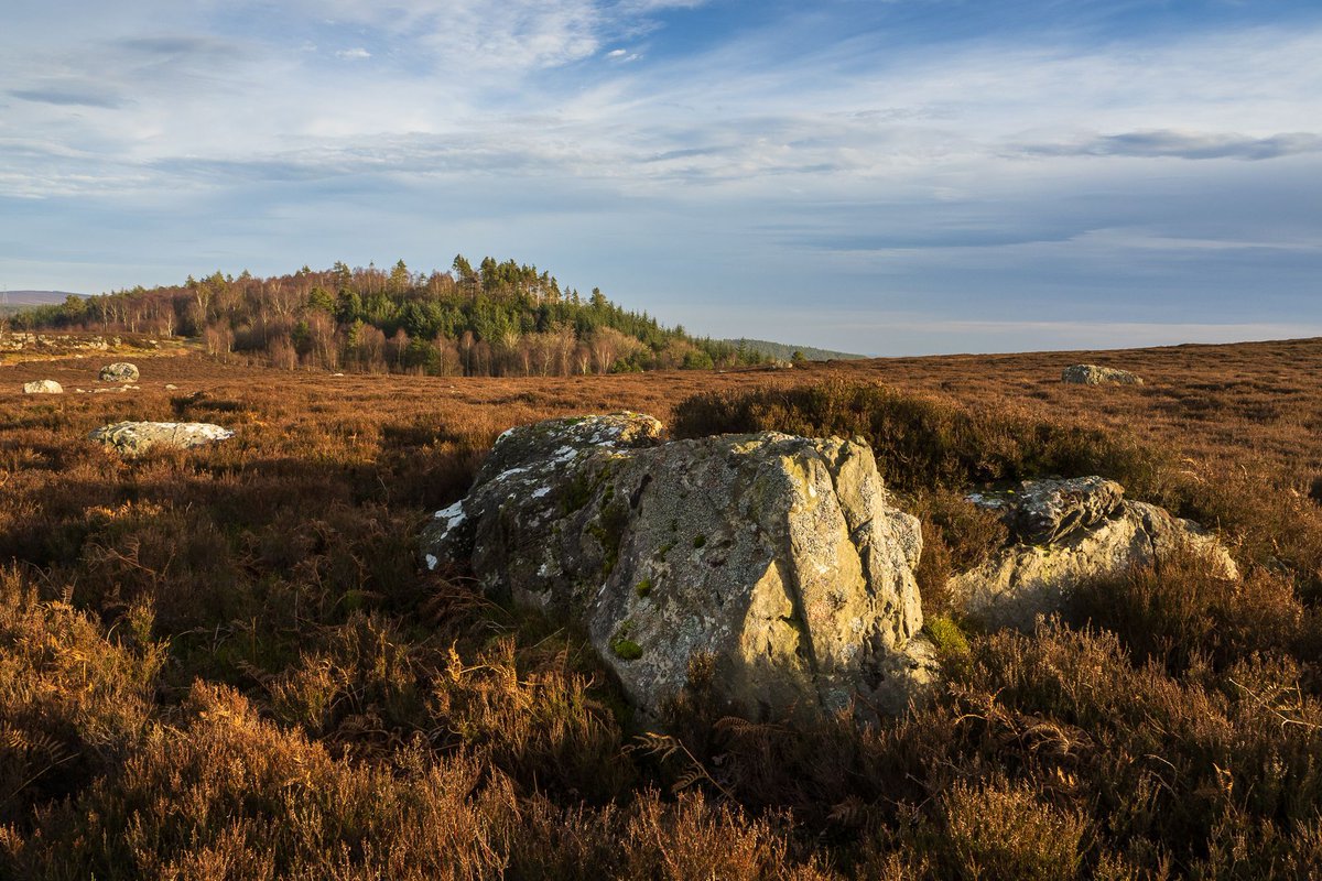 A splash of colour for todays shot which I captured yesterday on a family walk over the #rothbury terraces in #northumberland  

#microfourthirds#microfournerds #microfourthirdsphotography#microfourthirdsgallery #visitnorthumberland #visitnortheastengland #landscapephotography