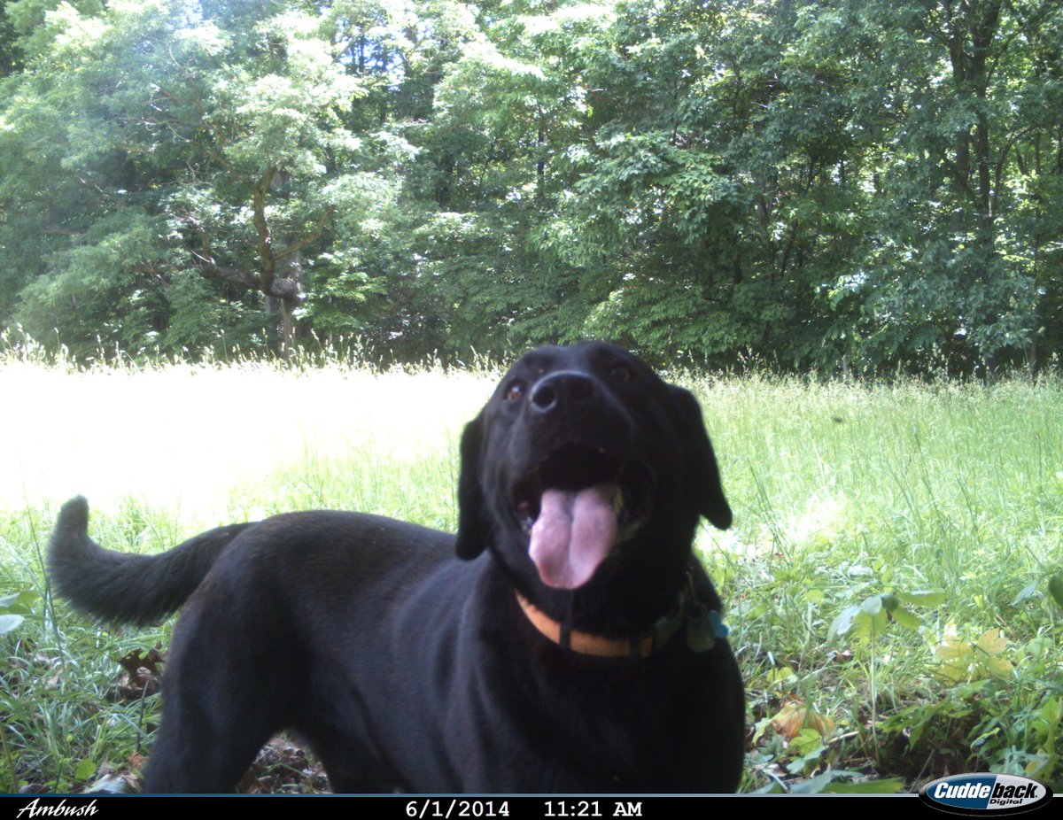 trailcams 🌿 tweet media