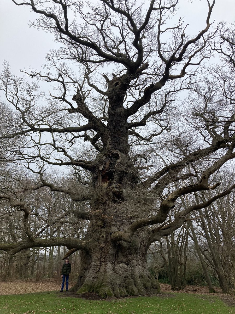 TheKentAcorn's tweet photo. A standard 6’ 4” Oliver &amp; his friend Majesty, the Pride of the Kingdom of Kent, and one of the world’s greatest oak trees. https://t.co/pb2MY8336M