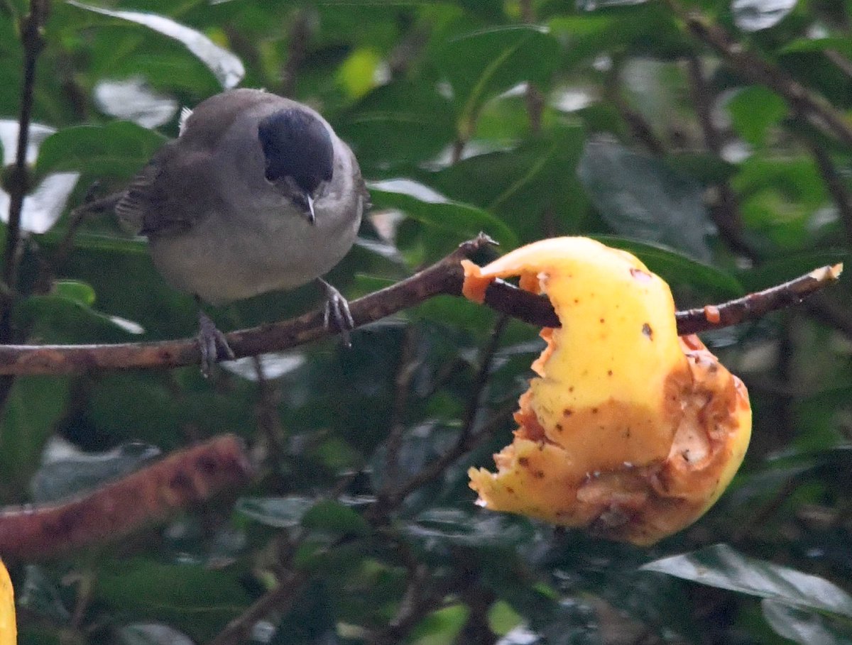Male Blackcap enjoying the apples in the garden.