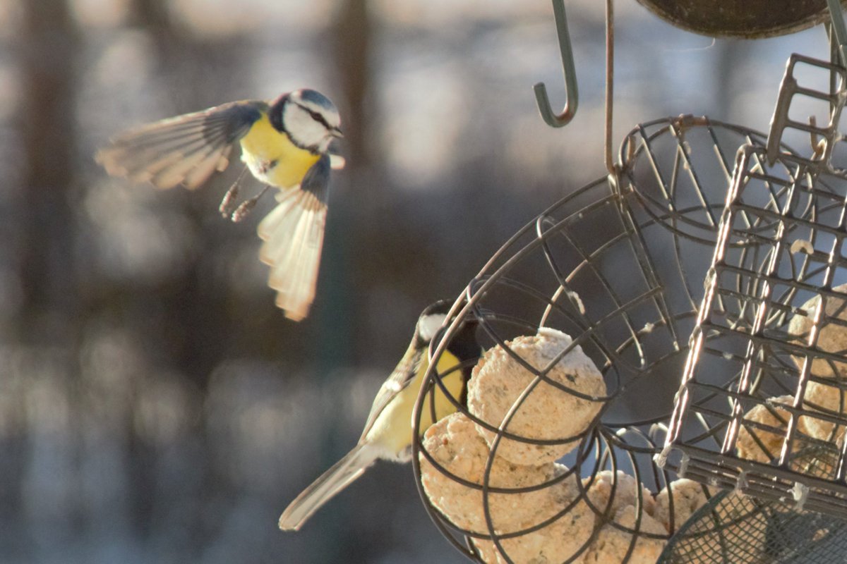 NuSeven's tweet image. Incoming Blue tit.
#bluetit
#birdwatching #birds #birdphotography #NaturePhotograhpy