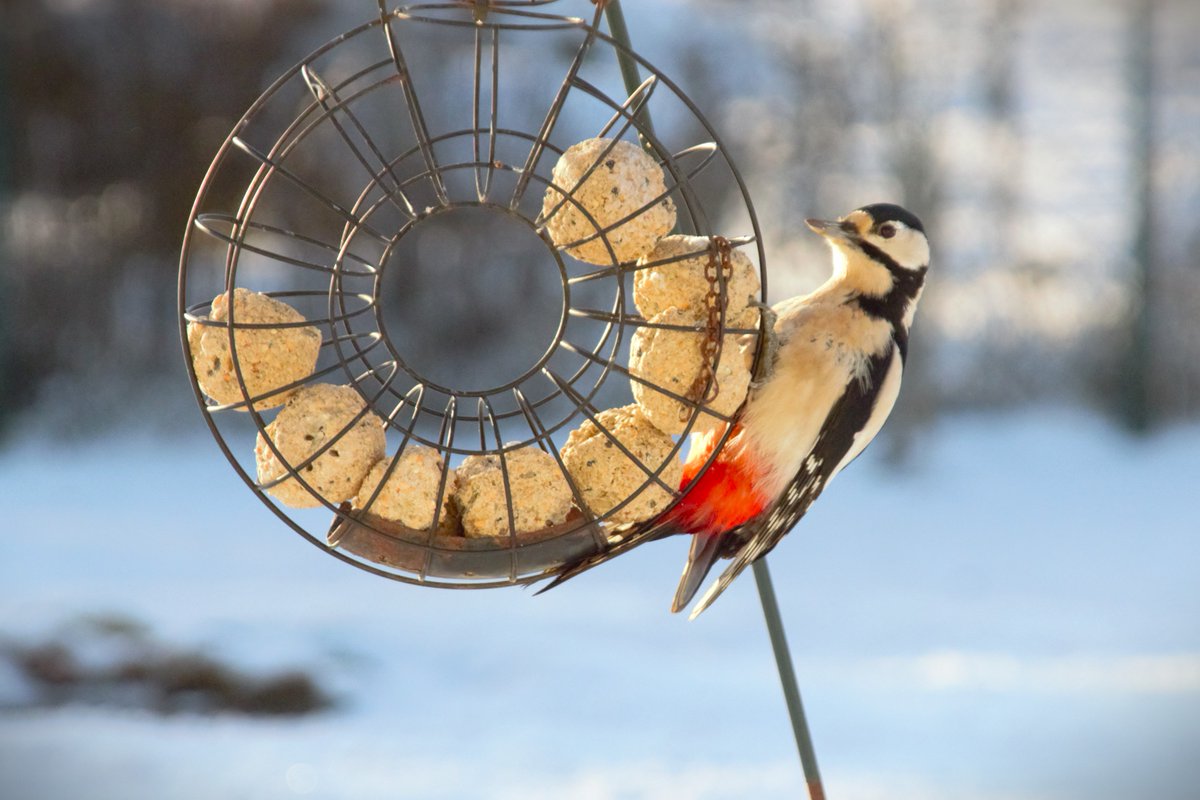 NuSeven's tweet image. Woody pecking away.
#woodpecker #woodymornings #pecker #NaturePhotograhpy #birds #birdphotography