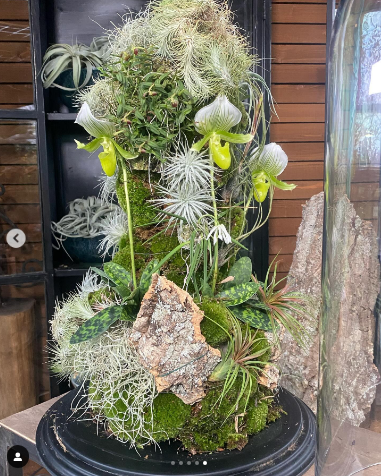 LogicoBv's tweet photo. FEMMA EYE-CATCHER
Last week our Paphiopedilums Femmas were featured on @degrotetuinverbouwing. And what a beautiful eye-catcher they made from our plants. Watch the clip here. @matthijs_hazeleger @robverlindenofficial https://t.co/PmzKQs4r3i