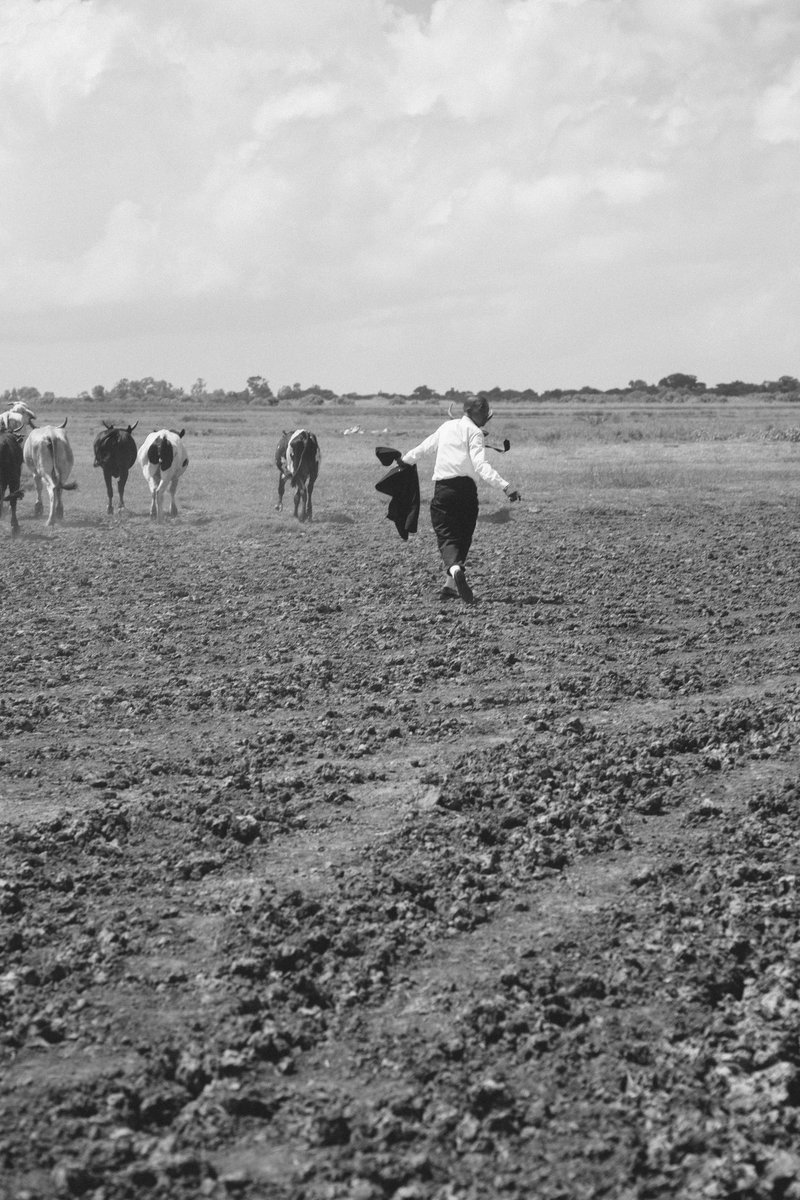 MagleraDoeBoy's tweet photo. The running of the Bulls.

Location: Macaneta in Mozambique.

By @tkmogotsi 

My grandfather raised my father on a farm.

A farm where they worked for a farmer who ended up kicking them off the land.

He had cows he raised over the years that belonged to him.

But in the times of apartheid black people were not allowed to move with any cattle from one place to another.

This lead to a very poor family in a very poor time for people of color.

When I sit with my uncles they tell me stories of being shot in their stomachs stealing cows.

A practice even my father is very familiar with.

This next piece of art is dedicated to that side of my family affected by the South African Diaspora.

POVO.

A short film I did in Mozambique amongst some very talented people.

Dropping this week🕴🏾
