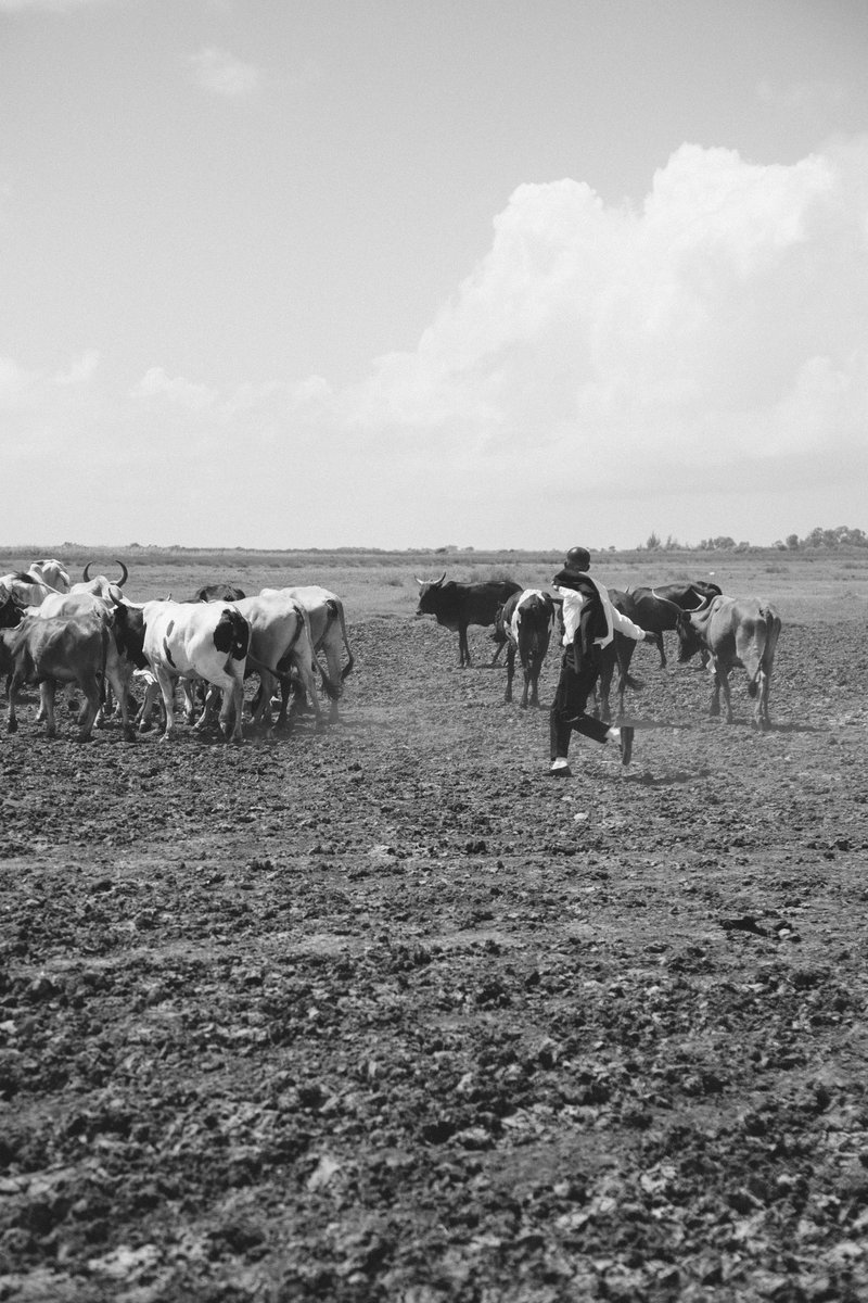 MagleraDoeBoy's tweet photo. The running of the Bulls.

Location: Macaneta in Mozambique.

By @tkmogotsi 

My grandfather raised my father on a farm.

A farm where they worked for a farmer who ended up kicking them off the land.

He had cows he raised over the years that belonged to him.

But in the times of apartheid black people were not allowed to move with any cattle from one place to another.

This lead to a very poor family in a very poor time for people of color.

When I sit with my uncles they tell me stories of being shot in their stomachs stealing cows.

A practice even my father is very familiar with.

This next piece of art is dedicated to that side of my family affected by the South African Diaspora.

POVO.

A short film I did in Mozambique amongst some very talented people.

Dropping this week🕴🏾