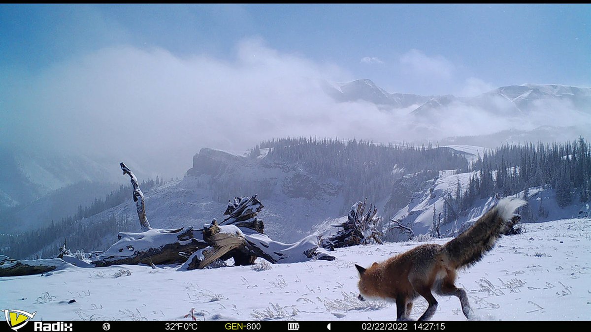 trailcams 🌿 tweet media