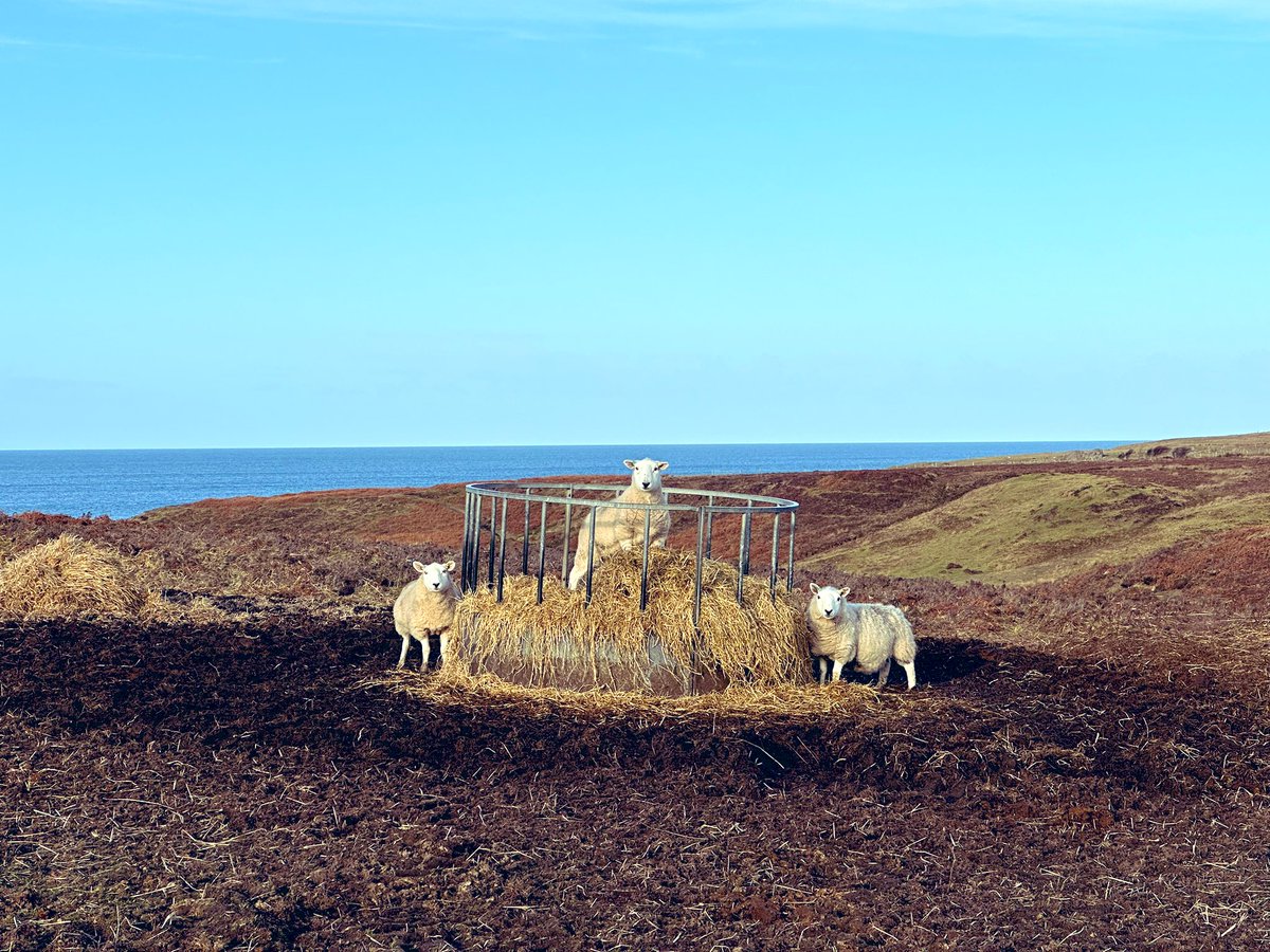 Helloo Ewes…
from Red Point, North West Highlands
#ScottishHighlands #sheep #wilderness #crofting 
🐑🐑🐑