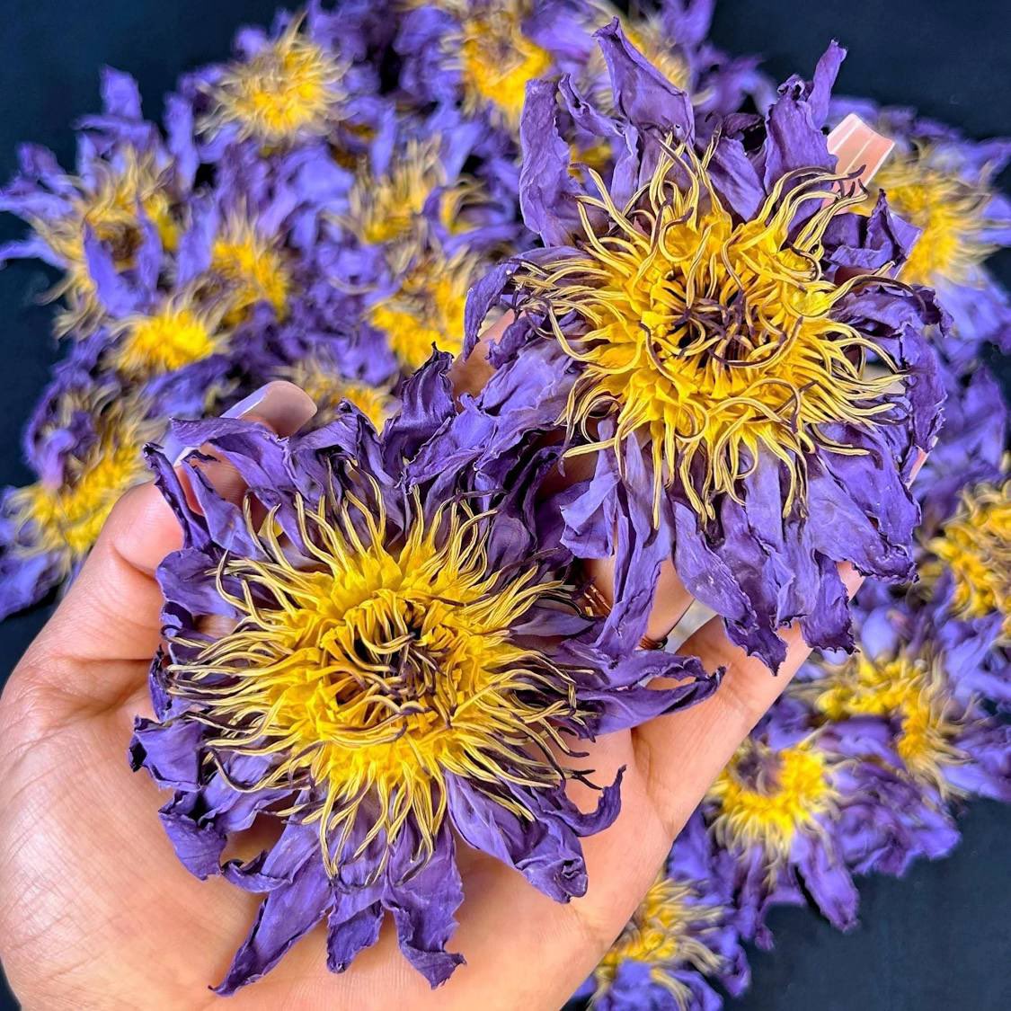 BLBCanada's tweet photo. Experience the Magic of #BlueLotus: Your Natural Sanctuary

Embark on a journey of discovery with the captivating blue lotus flower. Unveiling the potent qualities of #apomorphine &amp; #nuciferine, this Egyptian water lily promises a unique remedy.

https://t.co/Lq1LE2NtjE

#Toronto https://t.co/hioE6jEvno