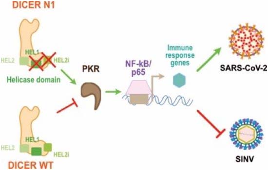 What’s the role of RNAi for antiviral immunity?
Human Dicer lacking its self-restraining helicase domain can in fact activate antiviral and inflammatory responses independent of RNAi
#RefereedPreprint c/o @ReviewCommons by @LabPfeffer @ARN67IBMC @unistra
embopress.org/doi/full/10.10…