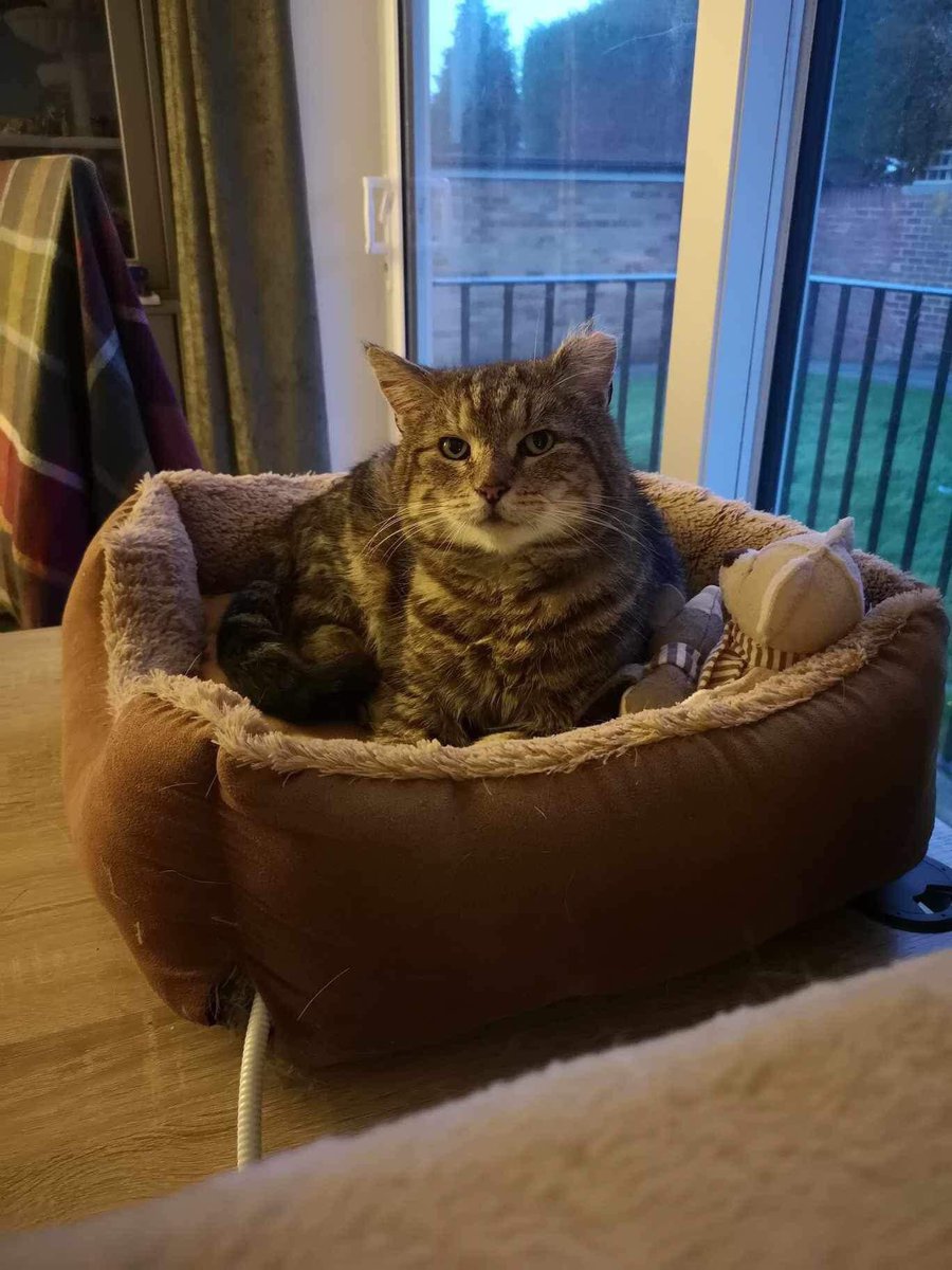 This lovely chap found his #foreverhome on #Caturday 
I think he likes it & his new hooms 😻🐾💜
We’ve still got appts for this weekend - Nikki
#MondayMotivaton #Gloucester 
#AdoptDontShop #CatsAreFamily #rescuecat