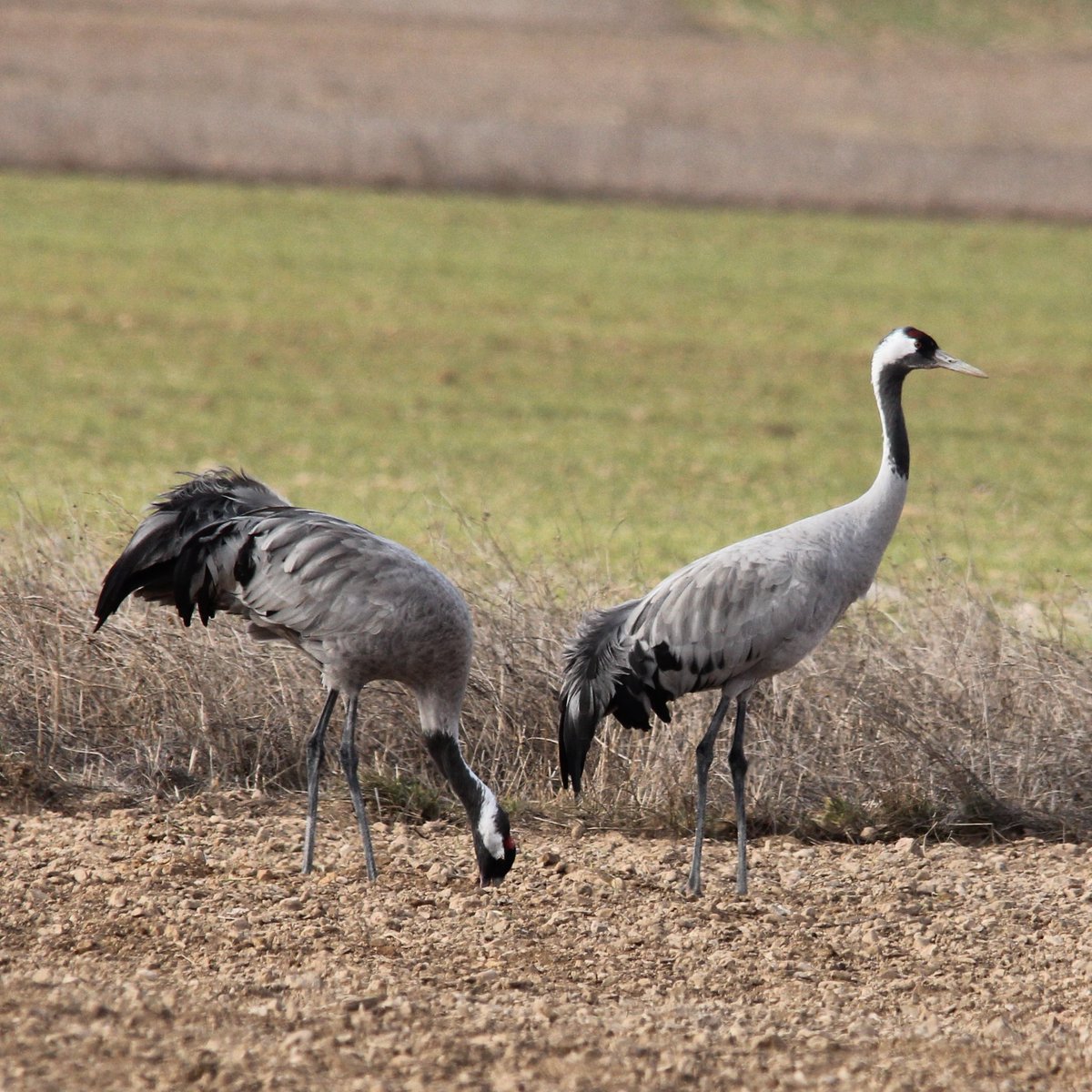 Grua - Grulla - Grus grus
#birdwatching #NaturePhotograhpy #wildlifephotography #gallocanta