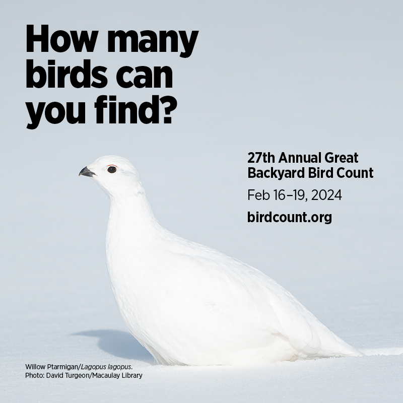 BirdsCanada's tweet photo. Get ready to flock together for the 2024 Great Backyard Bird Count (GBBC)! This annual four-day event is right around the corner. https://t.co/itdy017Fqa
