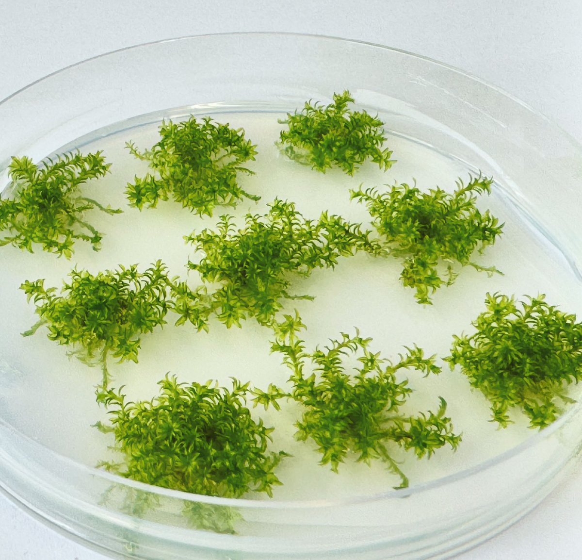 #Physcomitrella plants on agar in a Petridish. #mossmonday #twittermossphotos #xmossfotos