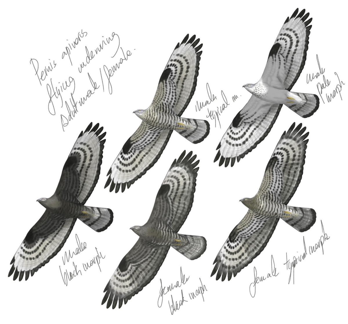 Dibuixant Aligots vespers
(Pernis apivorus)

#ocellscat #ocells_de_catalunya #ocells #birds #ocellsdecatalunya #birdsofinstagram #birdstagram #aves #nature #birding #drawing
