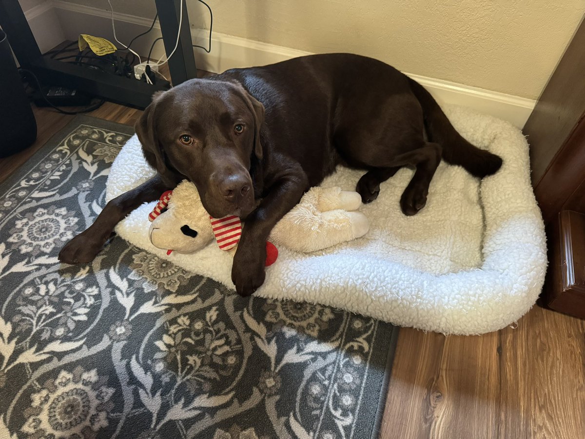 Mav_Lab's tweet photo. Lambee is recovering from surgery because some of her insides were outside. ❤️‍🩹Not sure how that happened. 🤔I am a good nurse. 😇 https://t.co/5jw9JrH6ZF