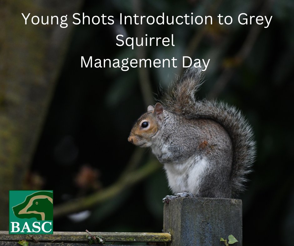 Young Shots Grey Squirrel Management Day, 17 March Lancashire.. 🔹 Open to BASC Young Shot members 🔹 Age 12 -18 years 🔹Costs £30 per person. For information or to book a place please visit orlo.uk/IYuW6