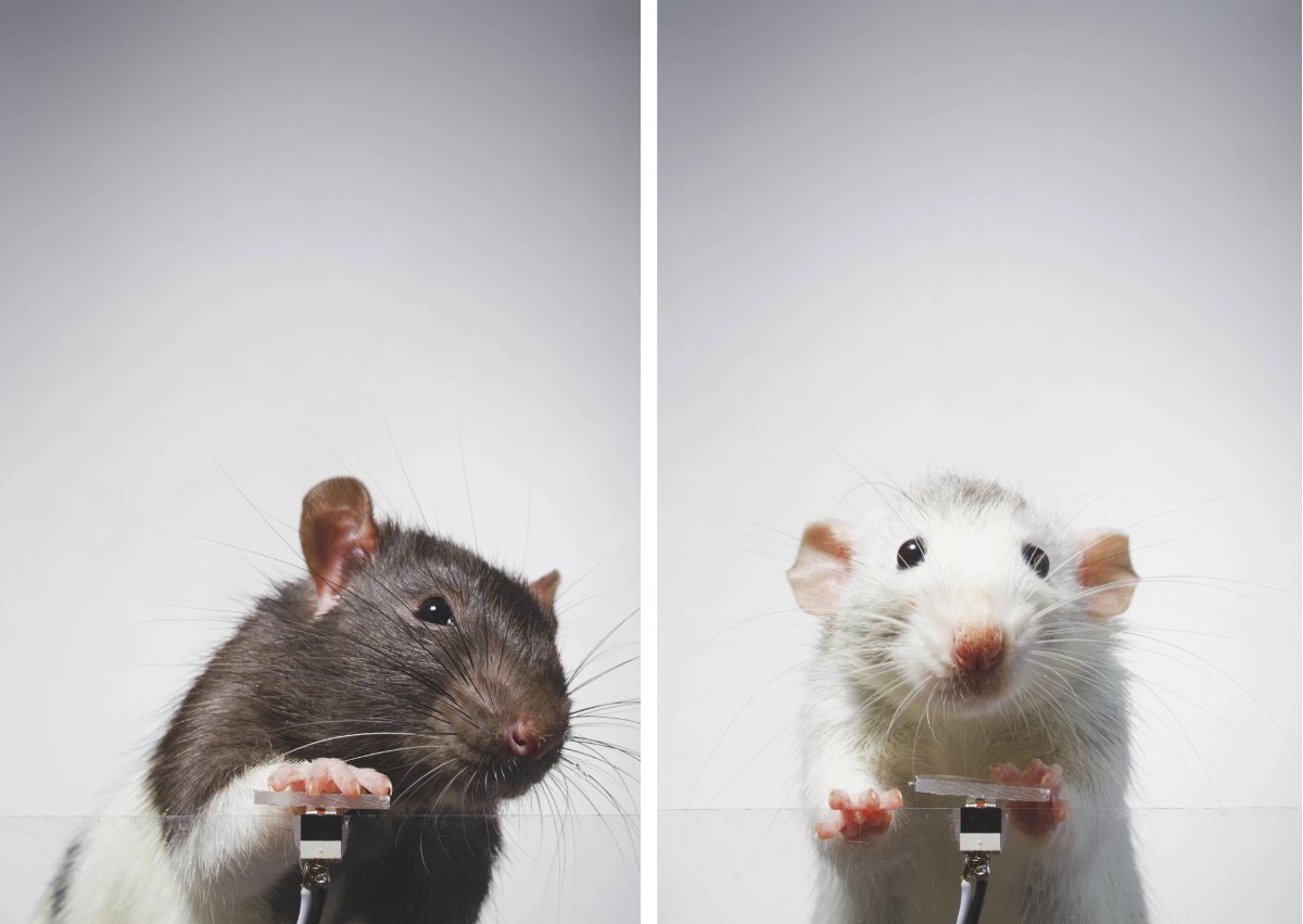 True_Nullker's tweet photo. Rat paparazzi alert! 🐭

Parisian rodents are now into selfies, and they're not shy about it. Move over, humans, the rats are taking over Instagram!

#rats #instagram #selfie #influencers #photography  #photooftheday #IDontWantToOverreactBUT #MondayMotivation #MondayMood #Paris https://t.co/VtN117qrG0