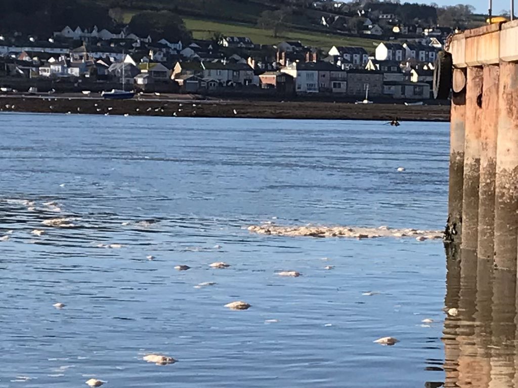 LedgerLogical's tweet photo. @SouthWestWater this picture is your doing, raw sewage drop into the estuary at Teignmouth, many people and dogs are ill…Disgusting #rawsewage https://t.co/iZ5qeEDBR8