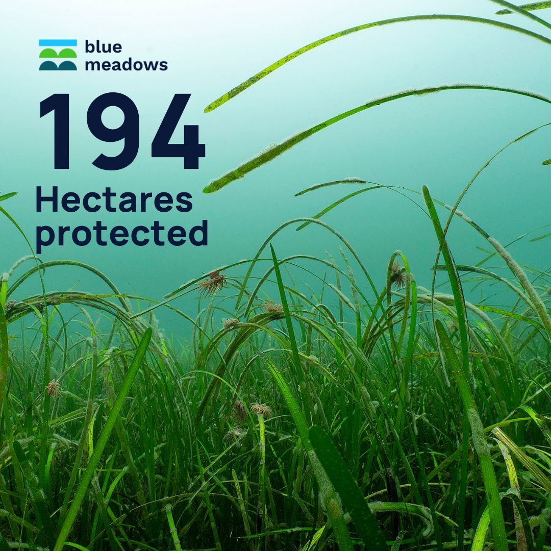 OceanCTrust's tweet photo. Here's what we've achieved since the launch of our Blue Meadows project in 2022!
🌱 Blue Meadows is our holistic approach to seagrass protection, regeneration and restoration at scale!
Find out more about our #seagrass restoration work and support us!
https://t.co/dKtIu94Dke https://t.co/Mihzw2dxHY