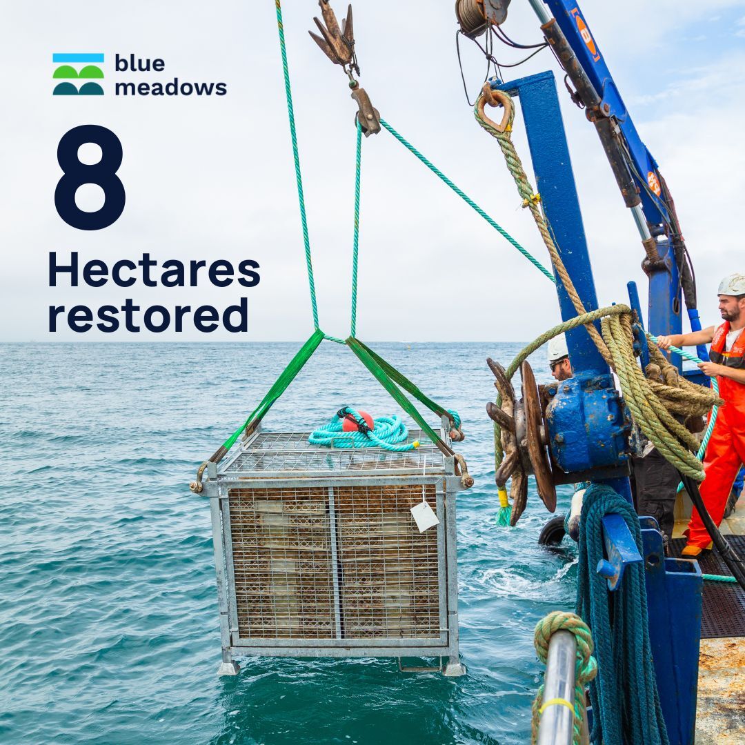 OceanCTrust's tweet photo. Here's what we've achieved since the launch of our Blue Meadows project in 2022!
🌱 Blue Meadows is our holistic approach to seagrass protection, regeneration and restoration at scale!
Find out more about our #seagrass restoration work and support us!
https://t.co/dKtIu94Dke https://t.co/Mihzw2dxHY