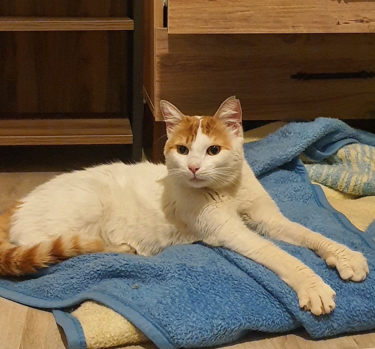 visnesarisi's tweet photo. bu kediş hep apartmana girmeye çalışıyor ama malesef apartmandakiler istemiyor. daire kapıma gelmiş içeri aldım ancak kendi kedilerim çok stres oldu. yuva olmak isteyen çıkar mı? tam bi sevgi delisi gördüğü her yere masaj yapıyo kucakta uyuyo 😍 dişi ve kısır.
maltepe/istanbul https://t.co/qKBsyD1lIs