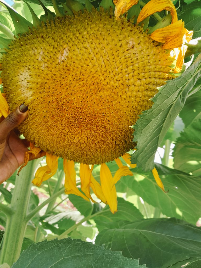 '🌻 Did you know sunflowers have a cool party trick called heliotropism? They literally follow the Sun's every move! 🌞 Also, those vibrant blooms are not one flower but a squad of tiny florets.
#YouthInAgriculture.
#GreenMuscle