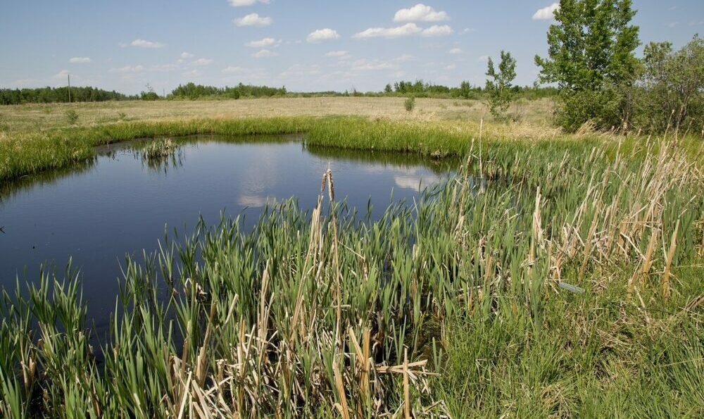Celebrate #WorldWetlandsDay! 🦩 #wetlands are key components of #AtlanticCanada landscape and vital ecosystems that provide habitat for diverse wildlife, protect against floods, and purify water. 💙🌿🌊 

Learn more: natureconservancy.ca/en/where-we-wo…
novascotia.ca/nse/wetland/