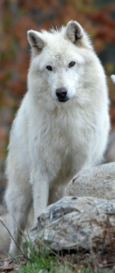 Wolves_Lover1's tweet image. perfect shoot ❤️