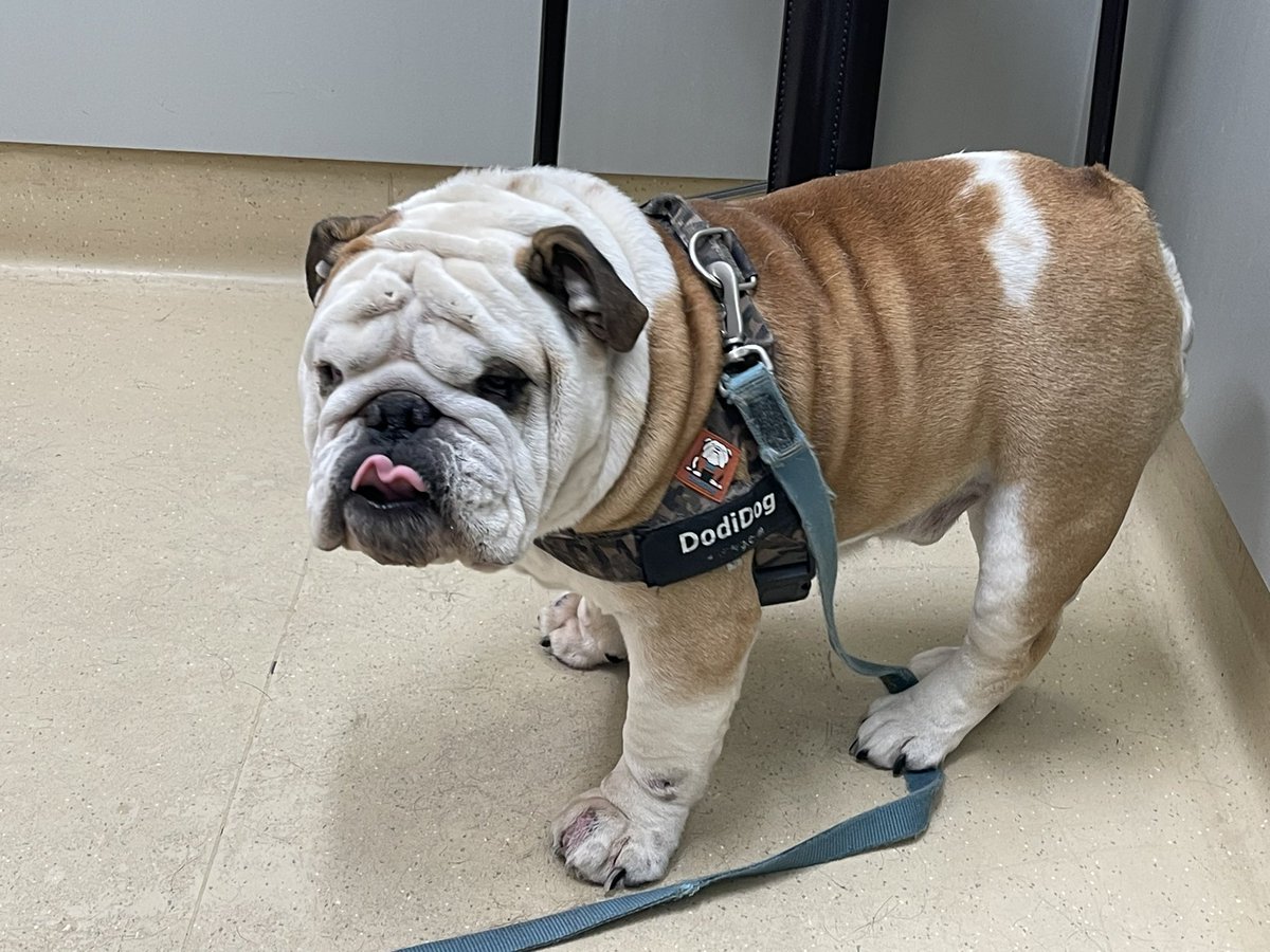 MortythaBulldog's tweet photo. Hey guys, Morty’s human here. Sorry haven’t been posting as much. Morty is gonna have surgery on his front paws tomorrow. If you can keep him in your thoughts and prayers I would appreciate it. Worried about my boy https://t.co/pg4ASByY4b