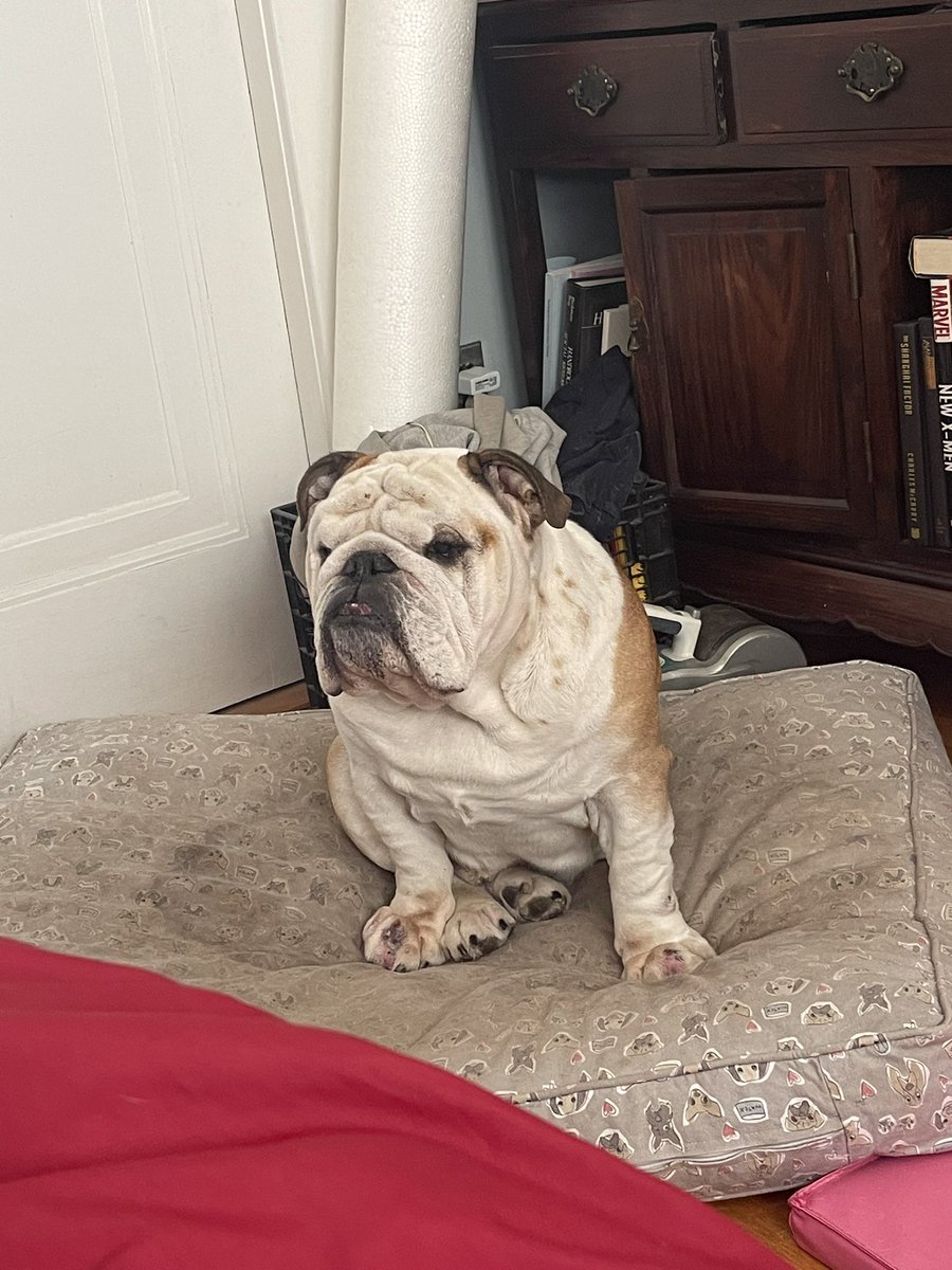 MortythaBulldog's tweet photo. Hey guys, Morty’s human here. Sorry haven’t been posting as much. Morty is gonna have surgery on his front paws tomorrow. If you can keep him in your thoughts and prayers I would appreciate it. Worried about my boy https://t.co/pg4ASByY4b