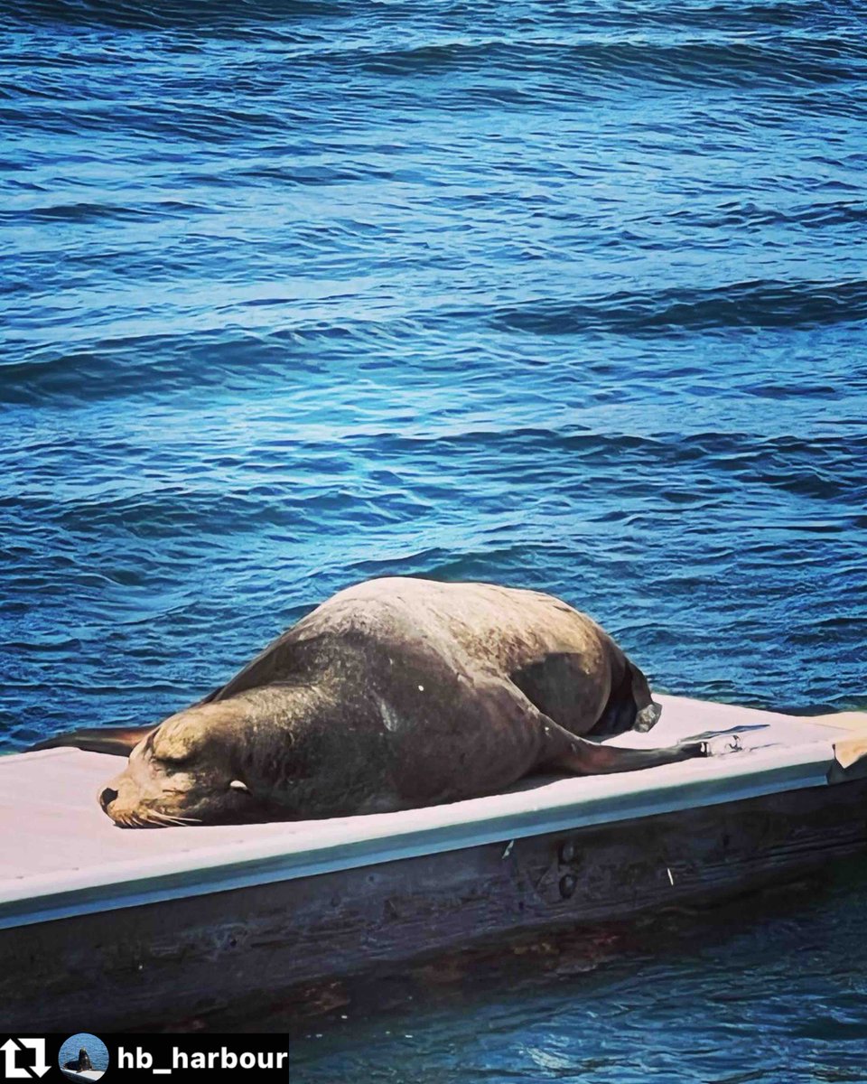 HHMarina's tweet photo. Looks like somebody’s got a case of the Mondays! #Repost Loving the wind today!
.
#SealsOfInstagram #MarineMammals #HuntingtonHarbourMarina #Wildlife #LazyMonday #OrangeCountyLiving #BeHere https://t.co/kpjAnKcWA2