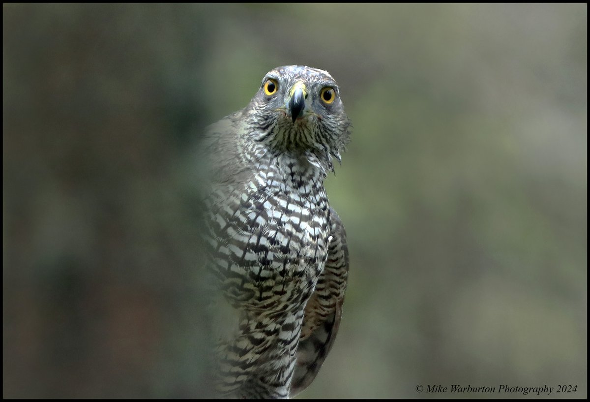 Peek a boo #Goshawk. #Wales #birds #wildlife #nature #accipiter #raptor #hawk @BBCSpringwatch @BBCEarth @WildlifeMag @CanonUKandIE @NatGeoPhotos @Natures_Voice @BannauB @_BTO @RSPBCymru @BTO_Cymru #forest #wooldnad #avian #wildlifephotography