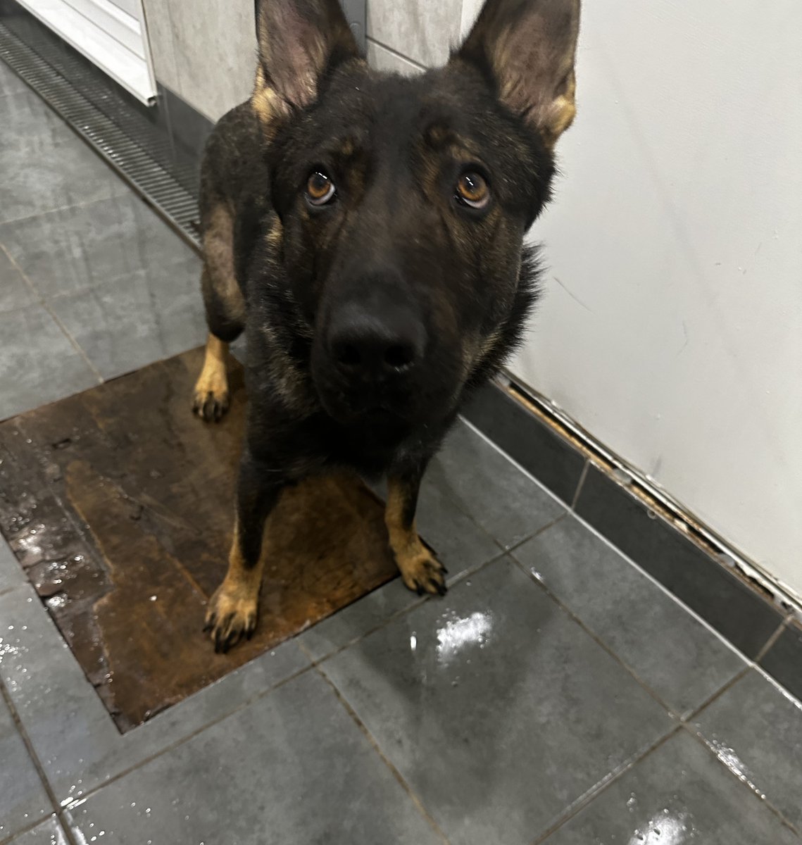 AdoptionsUk's tweet photo. Urgent, please retweet to HELP FIND THE OWNER OR A RESCUE SPACE FOR THIS STRAY/ ABANDONED DOG FOUND #HARROW #LONDON #HA2 #UK
🆘MAY BE AT RISK OF EUTHANASIA🆘
Young female German Shepherd, chip not registered, found 24 January. Now in a council pound, she could be missing or stolen from another region. Please share widely so someone who can help her sees this.
DETAILS👇
https://t.co/gvko0pjw8t
This council pound will not allow the public to adopt❌
Proof of ownership required. If a rescue shelter has space for her, please contact SDK council pound asap.
A dog in a a council pound can be euthanised after 7 days if no local shelter spaces are available.
#GermanShepherd #dogs #pets @gsrescueelite @ChiefVetUK @DefraGovUK @thismorning @Conservatives @ConservativeAWF @UKLabour @AngelaRayner @AllDogsMatter @themayhew #AdoptDontShop #rescuedogs #Kent #Wales #Scotland @rickygervais @MissingPetsGB @Nightowl400 @rosiedoc666