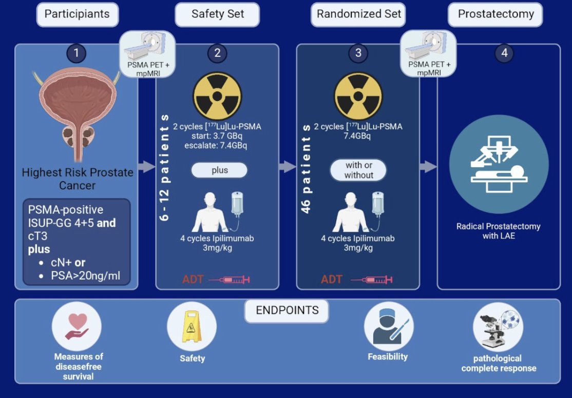 urotoday's tweet image. The #NEPI Trial: A randomized phase I/II study of neoadjuvant treatment with 177-Lutetium-PSMA-617 with or without ipilimumab in pts with very HR #ProstateCancer who are candidates for radical prostatectomy. Presented by @krafft_ulrich &amp;gt; bit.ly/48Y5p24 @zklaassen_md