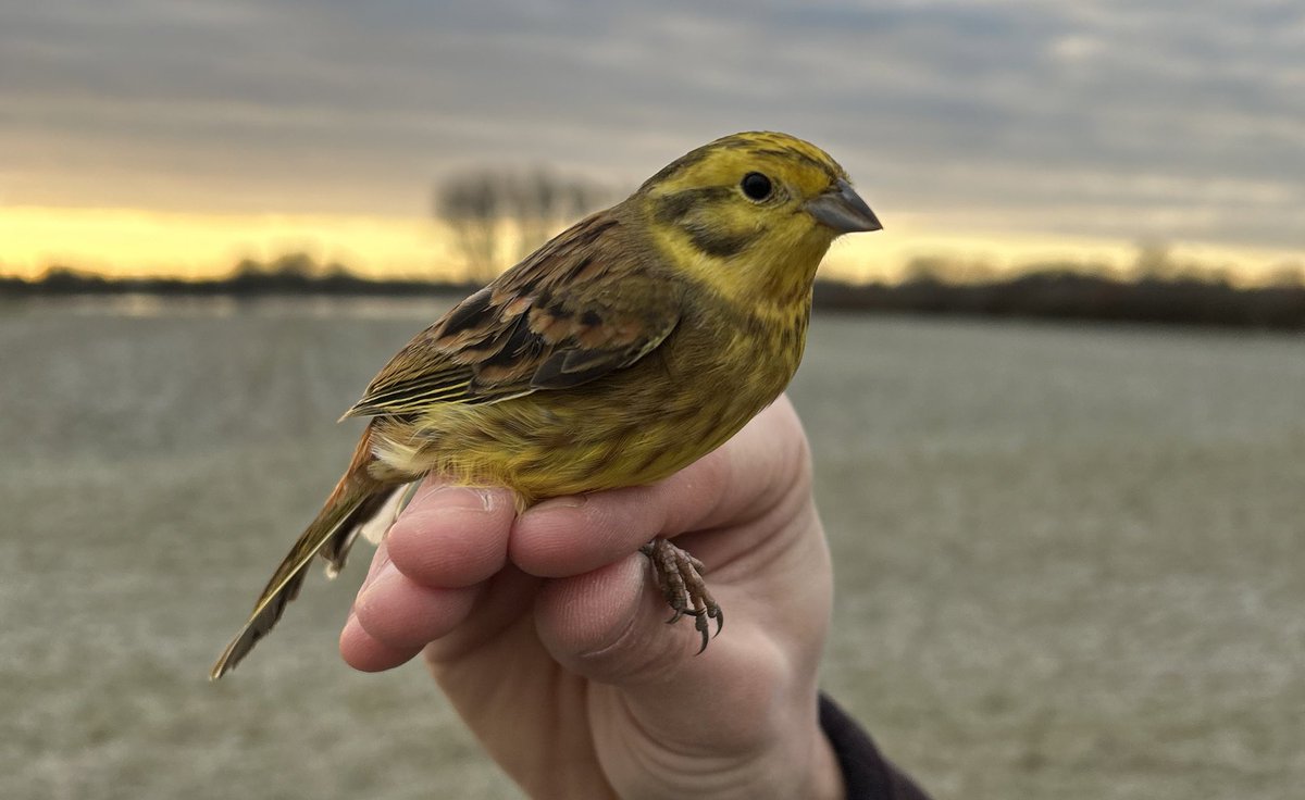 WOXFarmBirds's tweet photo. At some study sites it can take a few winters to optimise our ringing surveys and capture a representative proportion of the farmland birds using the area. Yesterday, we were at one site where after two years experimenting we were able to catch 25 of the 100 Yellowhammers present https://t.co/SLJazctlOO