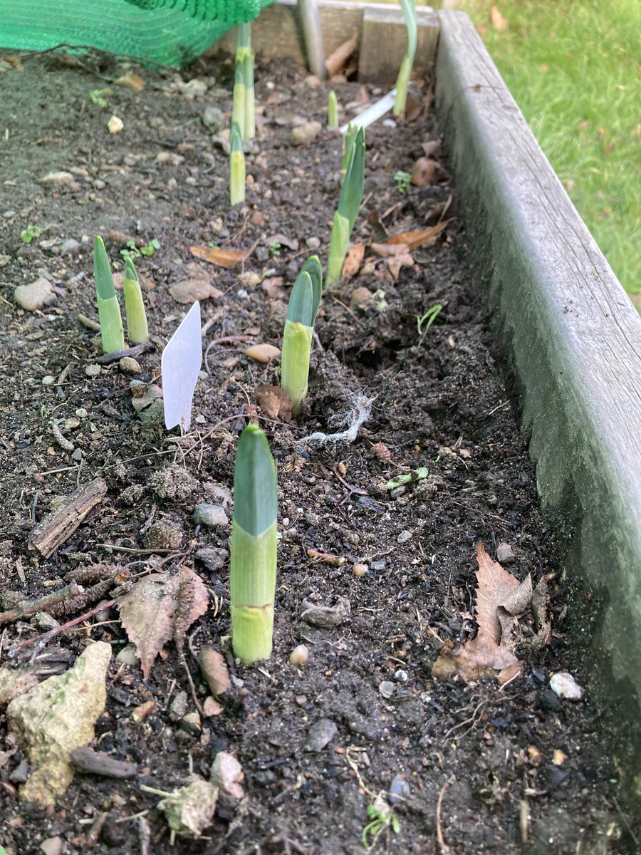 Therapeutic Intervention Service (@nottstiservice) on Twitter photo Celebrating new beginnings, new colour and excited to see signs of new life at our Dementia Hub gardening group 🌱 @nottshealthcare <a href="/JennyBailey__/">Jenny Bailey</a> <a href="/TessJMcGrath/">Teresa Burgin</a> <a href="/AHPsNottsHC/">NottshcAHPs</a> Celebrating new beginnings, new colour and excited to see signs of new life at our Dementia Hub gardening group 🌱 @nottshealthcare <a href="/JennyBailey__/">Jenny Bailey</a> <a href="/TessJMcGrath/">Teresa Burgin</a> <a href="/AHPsNottsHC/">NottshcAHPs</a>