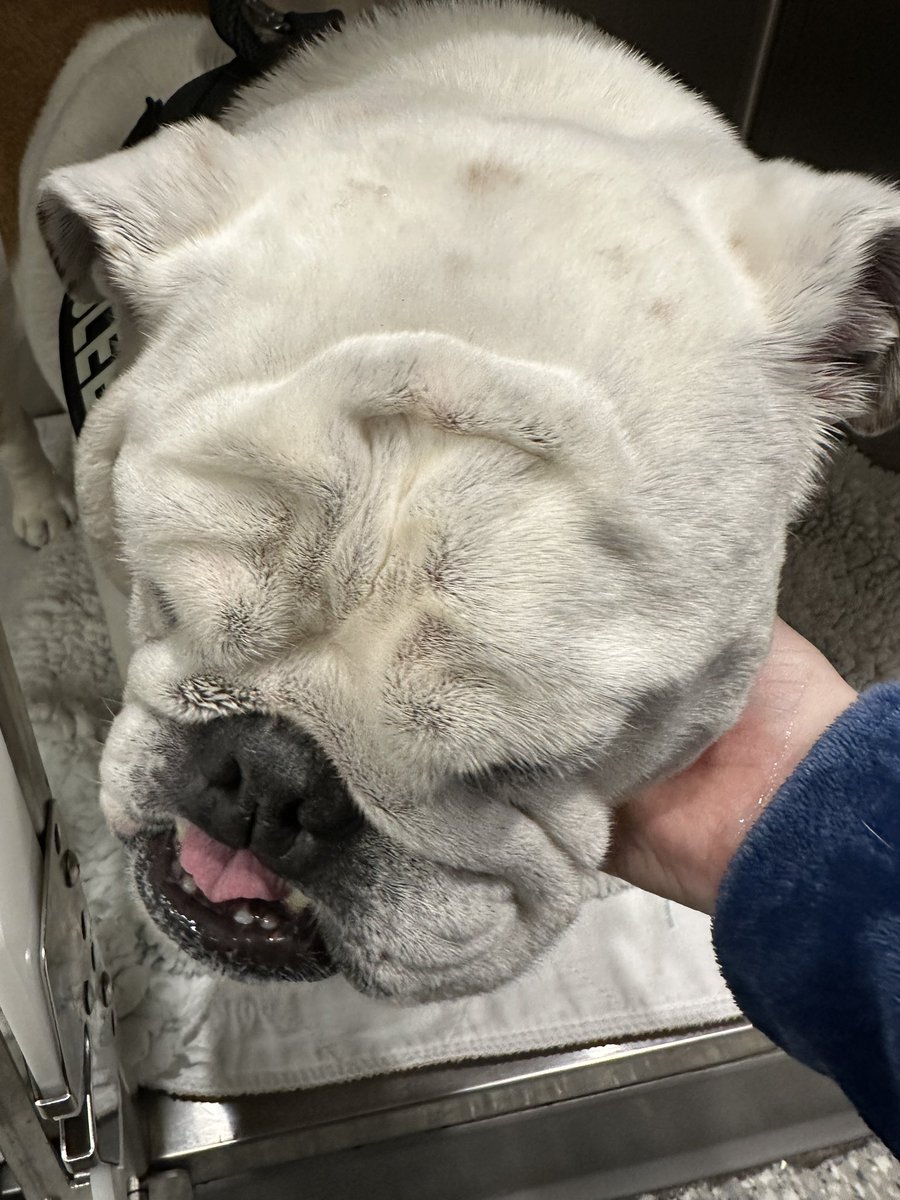 Top Shelf Bourbon tweet media