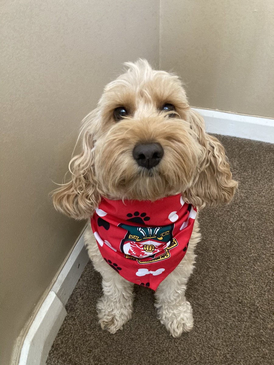 Home alone with Tilly waiting for the match to start <a href="/Wrexham_AFC/">Wrexham AFC</a> <a href="/RobRyanRed/">RobRyanRed - Wrexham AFC Podcast</a> <a href="/wrexham/">Wrexham.com</a>
