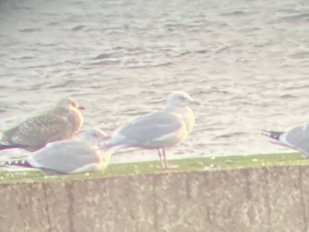 Ad Kumlien’s Gull was showing well at Helmsdale harbour this afternoon #HighlandBirds @BirdGuides