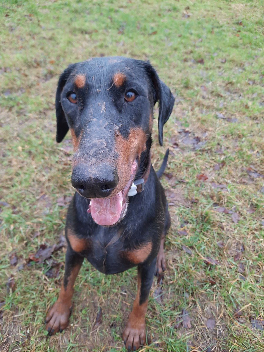 NotBadForHerAge's tweet photo. The state of my car after these two got in π¬ #Fred #Damson #Dobermann #happydogs #muddydogs #dogsoftwitter https://t.co/oELuhoOzFD