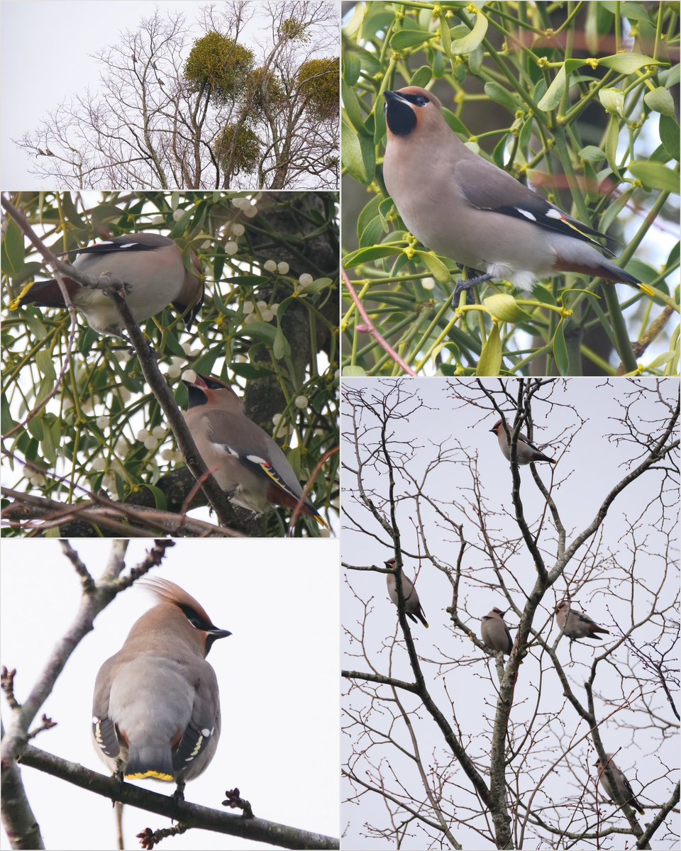 Waxwings feeding on mistletoe in Ashtead this morning, with berries occasionally being passed between individuals.
Thanks to Andy Holden for the report.