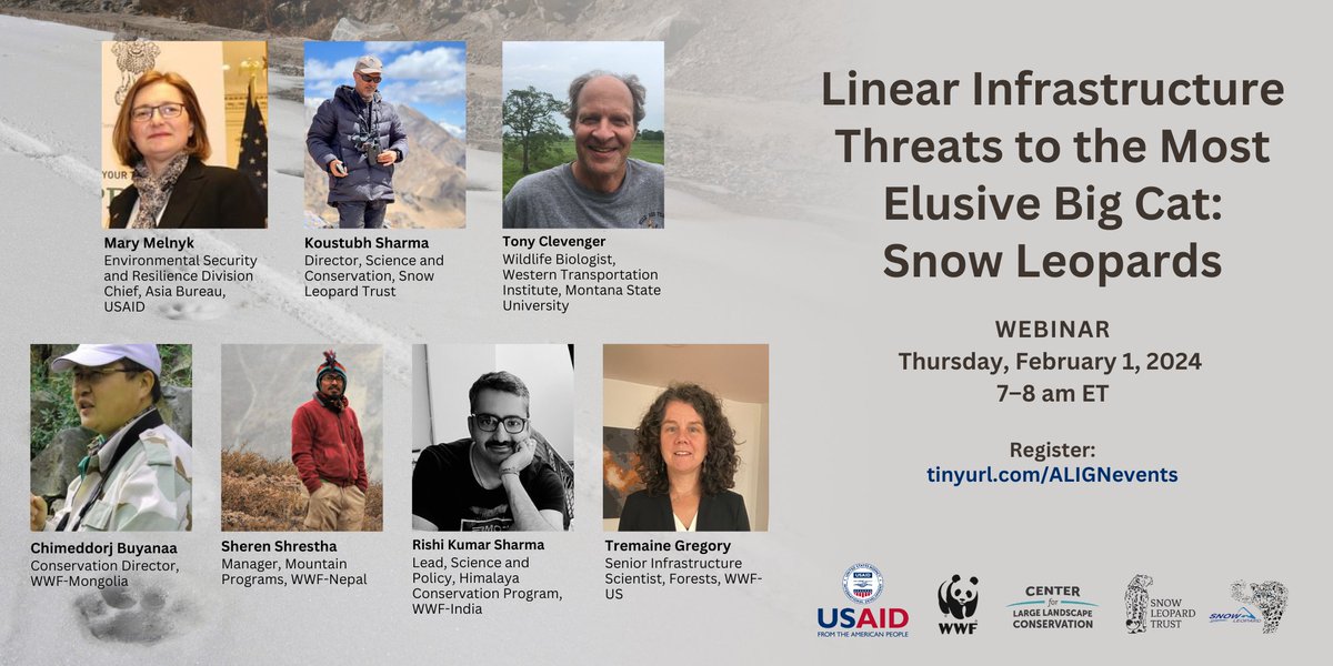 WWFForestCarbon's tweet photo. Linear infrastructure has expanded rapidly into snow leopard habitats, presenting a wave of threats to this species and their ecosystems. Join us to explore practical solutions for addressing these impacts. https://t.co/H7YPSwMkx5 @USAIDAsiaHQ @snowleopards @gslep_program https://t.co/mVIssGD9QF